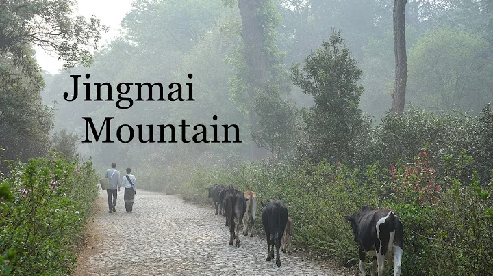 Introduction to Jingmai Mountain - DayDayNews