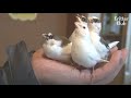 Man Puts Birds Sticking With Him 24/7 To Sleep In A Sec | Kritter Klub