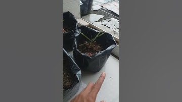 Tanam Jahe Merah Di Polybag