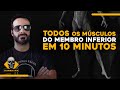 APRENDA TODOS OS MÚSCULOS DO MEMBRO INFERIOR EM 10 MINUTOS