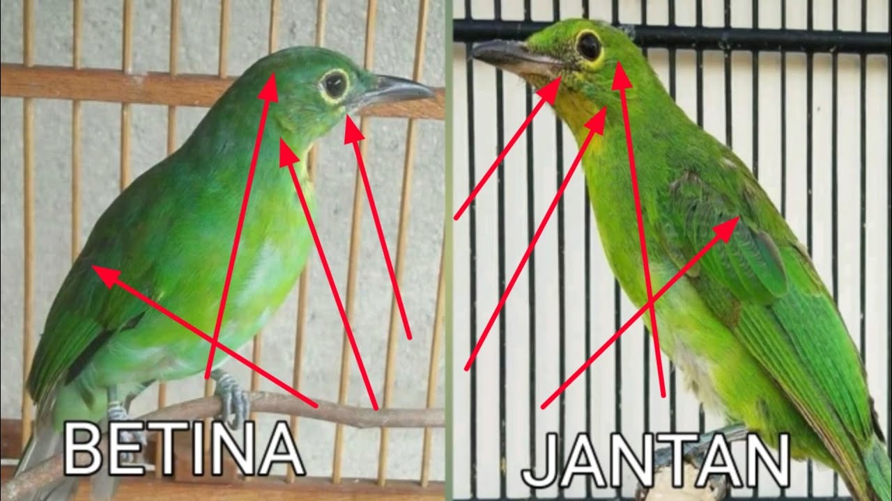 membedakan cucak ijo jantan dan betina