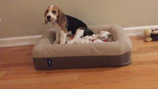 Small Puppy, Big Sound Beagle Yelping