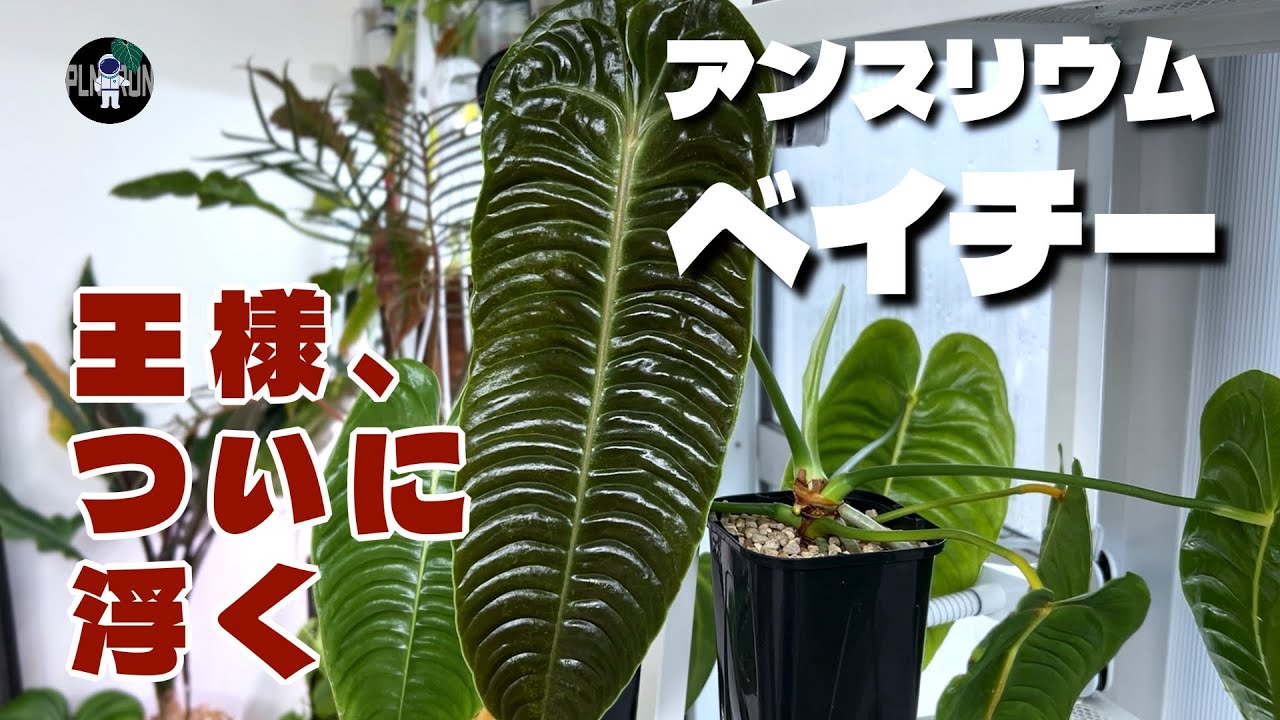 【アンスリウム】ベイチーの植替え。アンスリウムの王様を吊るして長い葉を美しく保ちたい！｜#004 観葉植物｜ハンギング｜Anthurium veitchii