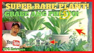 SUPER RARE PLANT | House Plants With Names and Prices | Fajardo's Garden