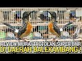 MEWAH MURAH ! MURAI BATU TROTOL BIKIN TAJIR YANG PUNYA BUKAN DI PASAR BURUNG PRAMUKA