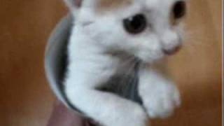 Download lagu Tube Kitty Tube Kitty