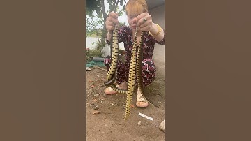 Bé Gái Bị Rắn Cạp Nia Cắn #short