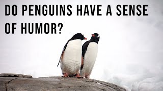 Do penguins even have a sense of humor