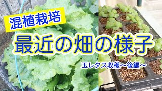 最近の畑 後編 2月28日種まきの玉レタスを収穫します。後半では畑の様子を撮りました。野菜がぐんぐん成長すると害虫もぐんぐん成長していて大変です!トラブル続きの家庭菜園!そこがまた楽しい! 最近の畑 後編 2月28日種まきの玉レタスを収穫します。後半では畑の様子を撮りました。野菜がぐんぐん成長すると害虫もぐんぐん成長していて大変です!トラブル続きの家庭菜園!そこがまた楽しい!