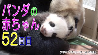 アドベンチャーワールド　パンダの赤ちゃん52日目