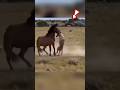 Fighting off an attack from a pack of wolves