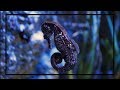 Les hippocampes  un poisson hallucinant aux allures de dragon des mers documentaire animalier