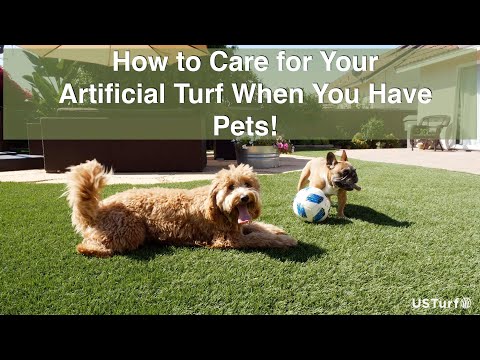 how-to-care-for-your-artificial-turf-when-you-have-pets