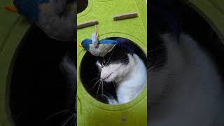#catvideos #funnycats #cat #macky # laska