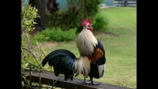 los alegres de teran cuando canten los gallos chords