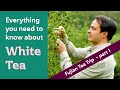 CHINESE WHITE TEA - Everything you need to know (FUJIAN TEA TRIP PART 1)