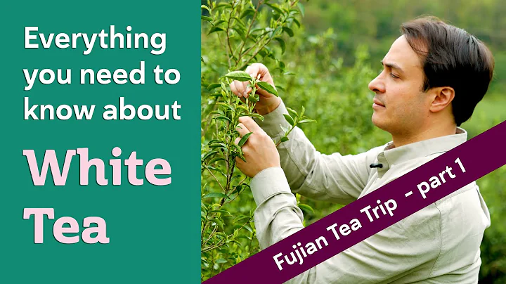 CHINESE WHITE TEA - Everything you need to know (FUJIAN TEA TRIP PART 1) - DayDayNews