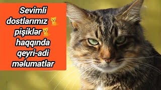 Pişiklər Haqqında 10 Maraqlı Məlumat