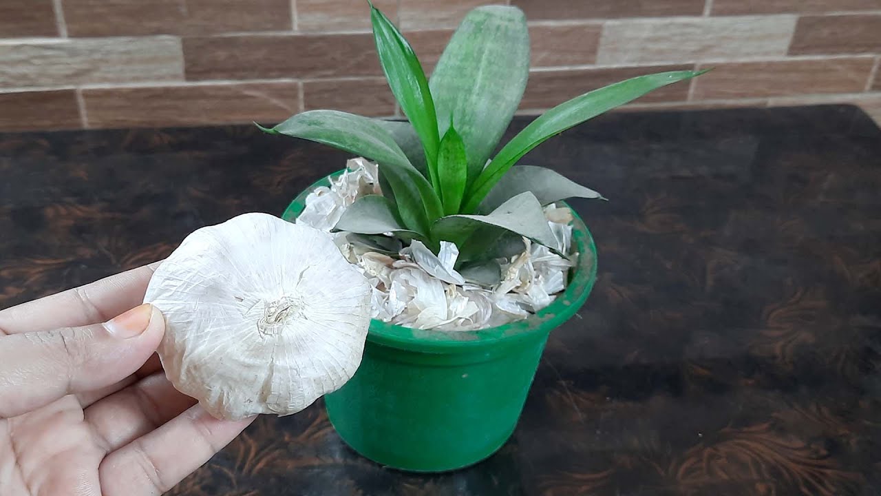 Best natural fertilizer for Plantsgarlic peel fertilizer \ how to use