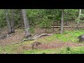 The fox and the deer share fruit for breakfast #nature #redfox #whitetail 