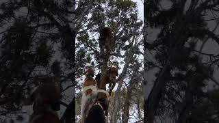 just hanging out in a tree with a mountain lion 🤷🏻‍♂️ #hunt #hunting #lions #hunter #dogs #mrbeast