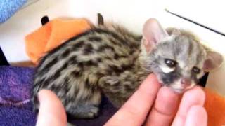 3-4 Week Old Baby Spotted Genet