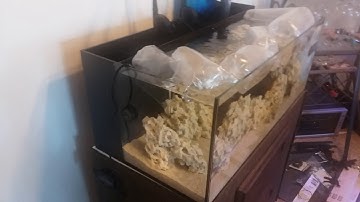 Cobalt Aquatics C-VUE 40 equipment update/ live stock sneak peak