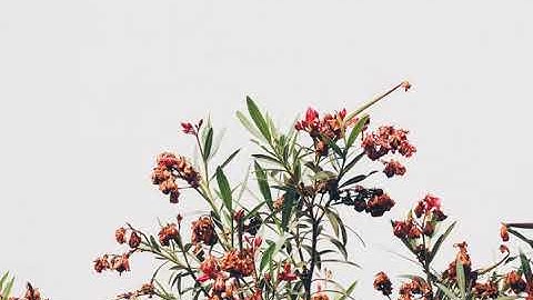 تلاوة رائعة من سورة سبأ ، صوت الشيخ بندر بليلة، بالحرم المكي