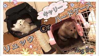 猫【ミヌエット】キャリー　ハードケースとリュック型使ってみた感想。