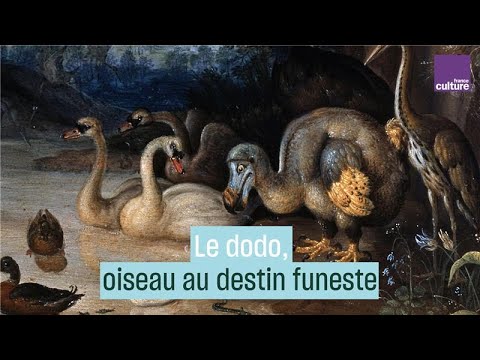 Download Le dodo, oiseau au destin funeste