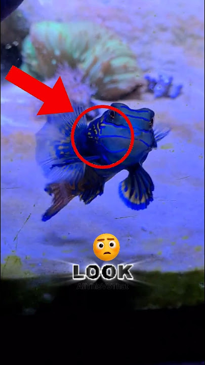 This Fish Looks Magical… But Wait Until You Get Close 😨✨