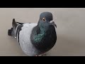 Pigeon sound effect ultra high quality