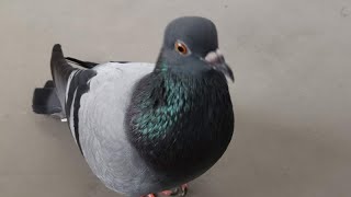 Pigeon Sound Effect (Ultra High Quality)