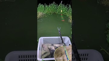 Kỹ thuật câu cá sáng tạo tuyệt vời 🐟🐟 #Shorts