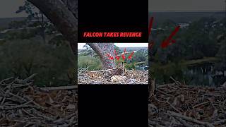 Falcon Vs Owl