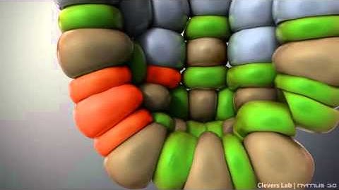 Clevers group: Part1 adenoma retrace