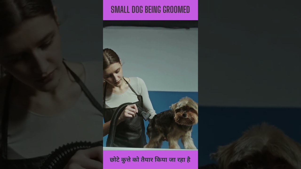 Dog grooming । shorts । small dog being groomed । dog shorts