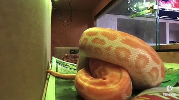 Burmese python/feeding two s/weaner rats 🐀