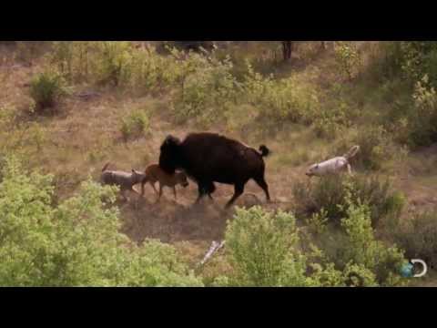 Bison and Her Calf Battle Wolves | North America