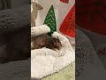 Poor little hamster getting trampled  escaping wrestling rabbit brothers animals pets rabbit