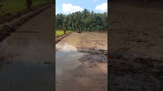 Download Lagu traktor sawah g600 tahap penggarapan lahan lebar dan panjang MP3 Download Lagu traktor sawah g600 tahap penggarapan lahan lebar dan panjang MP3