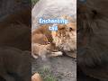 魅惑の尻尾🧹Papa's tail is fascinating.#shorts #lion #baby