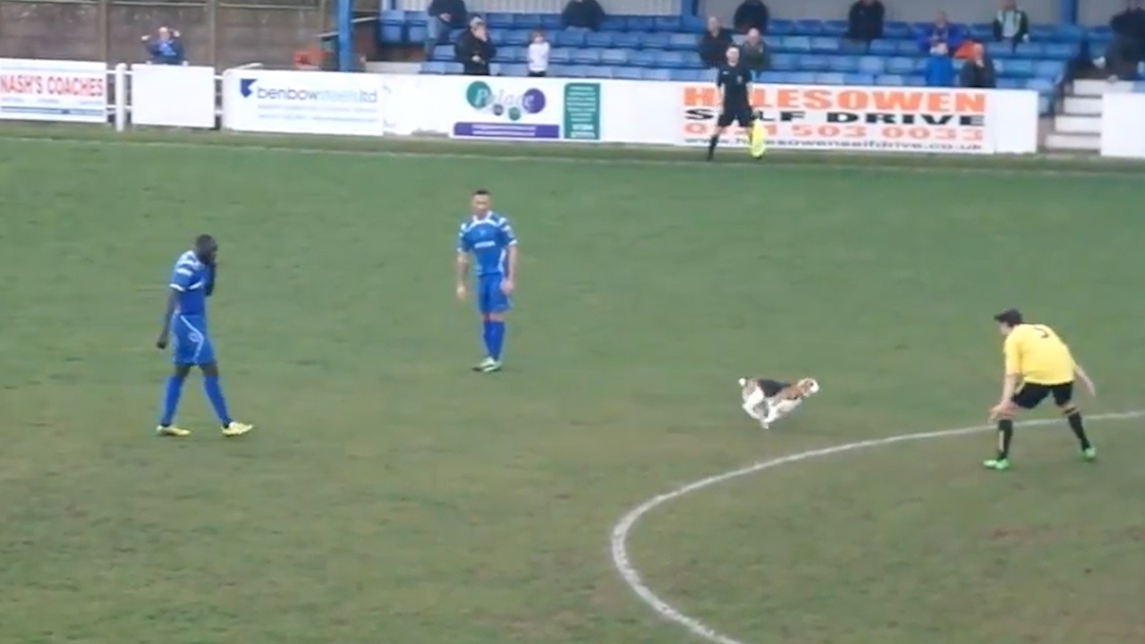 Dog invades football pitch and prevents play for seven minutes – video