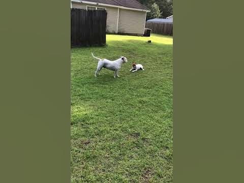 Dog play date! - YouTube