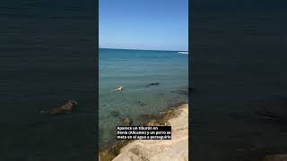Aparece un tiburón en Denia y un perro se lanza al agua para perseguirle