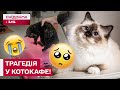 СКАНДАЛ В ОДЕСІ! У котокафе загинули котики! Зооволонтери втрутились! Як реагують власники?