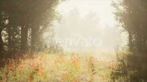 Clearing in the Forest in Sunny Summer Morning | Motion Graphics - Envato elements