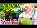 Как сделать удобрение за копейки? ХЛОРЕЛЛА в домашних условиях