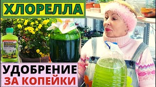 Как сделать удобрение за копейки? ХЛОРЕЛЛА в домашних условиях