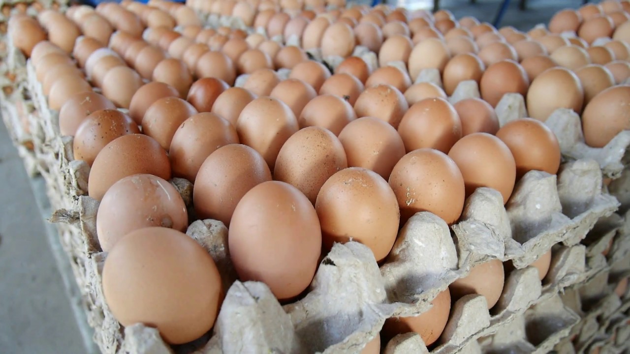 Ini Penyebab Harga Telur Ayam Ras  Mengalami Penurunan 